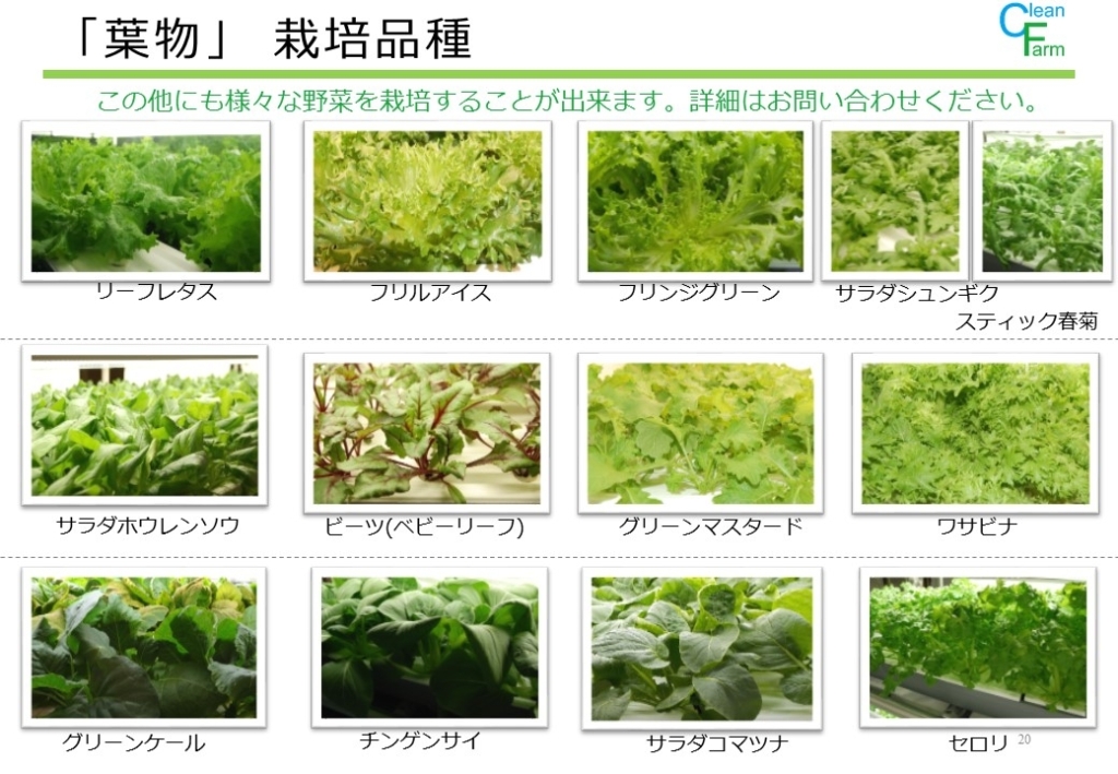 葉物野菜 東京 千葉で植物工場栽培システムの開発 製造 販売施工や野菜 販売を手掛けているクリーンファームです エディブルフラワーを始め 70種類以上の野菜 ミニリーフ ハーブを栽培しております
